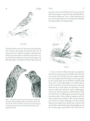 The skylark.