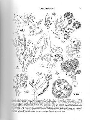 The marine benthic flora of southern Australia, Rhodophyta, part three C: Ceramiales - Ceremiaceae, Dasyaceae.25157