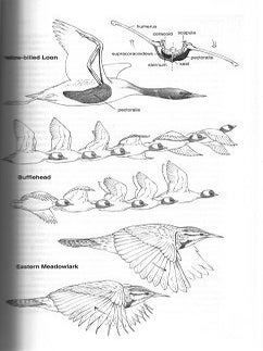 The birdwatcher's companion to North American birdlife.
