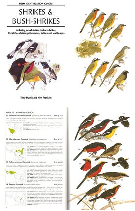 Shrikes and bush-shrikes: including wood-shrikes, helmet-shrikes, shrike flycatchers, philentomas, batises and wattle-eyes.