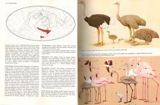 Handbook of the birds of Europe, the Middle East and North Africa. The birds of the Western Palearctic [BWP], volume one: Ostrich to ducks.