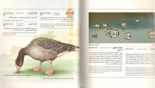Birds of Madinat Yanbu Al-Sinaiyah and its hinterland.