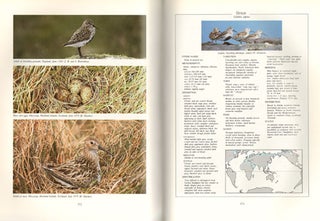The shorebirds of Australia.