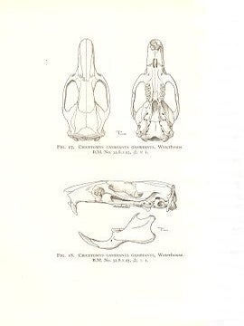 The families and genera of living rodents. With a list of named forms (1758-1936) by R. W. Hayman and G. W. C. Holt. volume two: Family Muridae.