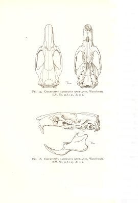 The families and genera of living rodents. With a list of named forms (1758-1936) by R. W. Hayman and G. W. C. Holt. volume two: Family Muridae.