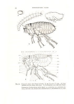 Insects and other arthropods of medical importance.