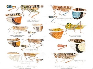 Field guide to grasshoppers, katydids, and crickets of the United States.