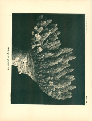 Catalogue of the Madreporian corals in the British Museum (Natural History).