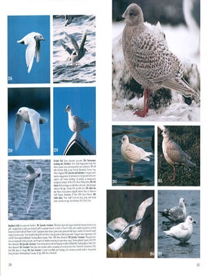 Gulls of Europe, Asia and North America.