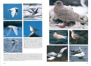 Gulls of Europe, Asia and North America.
