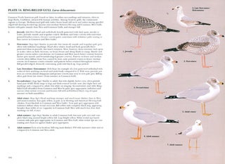 Gulls of Europe, Asia and North America.