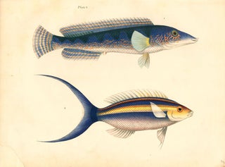 Icones piscium, or plates of rare fish.
