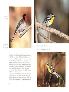 Chasing warblers.