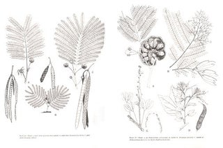 The flowering of man: a Tzotzil botany of Zinacantan.