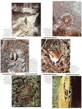 The birds of Azerbaijan.