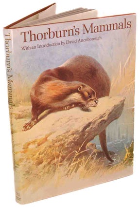 Stock ID 2126 Thorburn's mammals. Iain Bishop