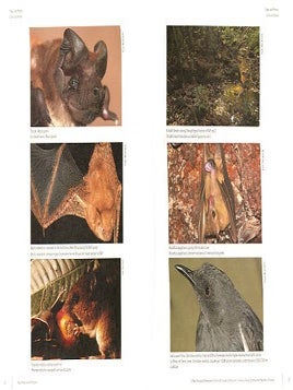 A Biological Assessment of the terrestrial ecosystems of the Fort Classee du Pic de Fon, Simandou Range, South-eastern Republic of Guinea.