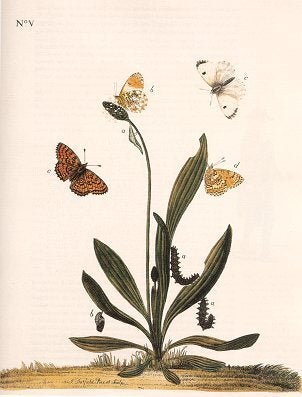 The Aurelian legacy: British butterflies and their collectors.