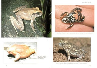 Australian frogs: a natural history.