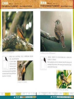 A photographic guide to birds of Hong Kong.