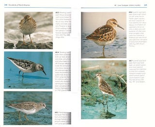Shorebirds of North America: the photographic guide.