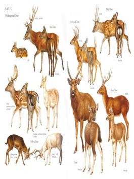 The handbook of New Zealand mammals.