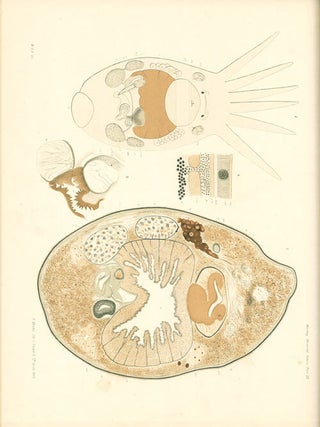 The Macleay Memorial volume.