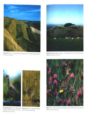 The birds of Dorset.