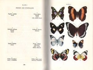 Butterflies of Australia and New Guinea.