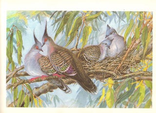 Australian birds and their young: a portfolio of paintings of breeding species of the eastern states.