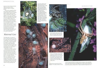 The silken web: a natural history of Australian spiders.