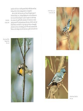 Chasing warblers.