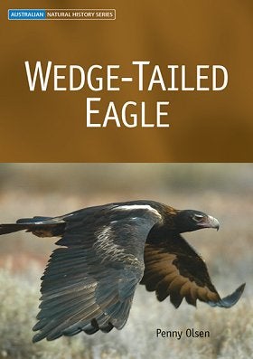 Stock ID 23905 Wedge-tailed eagle. Penny Olsen