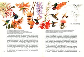 The life of the hummingbird.