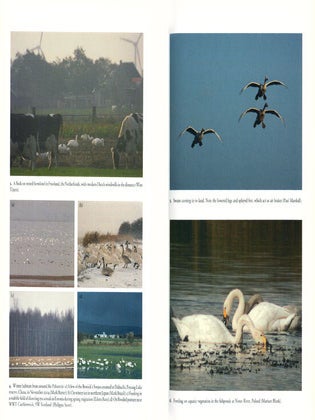 Bewick's Swan.