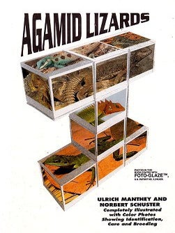 Stock ID 24548 Agamid Lizards. Ulrich Manthey, Norbert Schuster