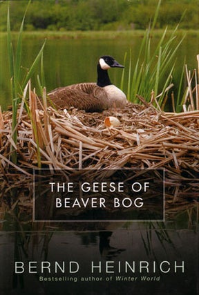 Stock ID 24554 The geese of Beaver Bog. Bernd Heinrich