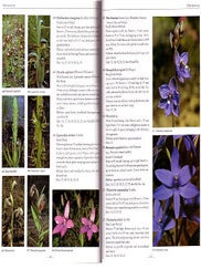 Wildflowers of southern Western Australia.