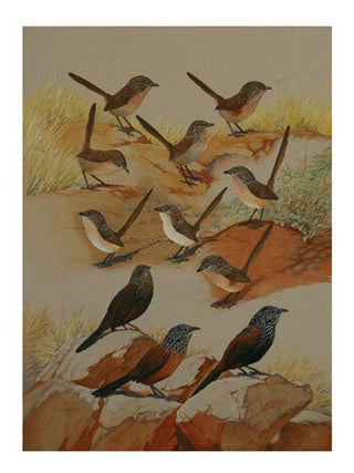 Stock ID 24650 The Grasswrens. Peter Marsack