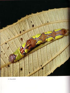 100 caterpillars: portraits from the tropical forests of Costa Rica.