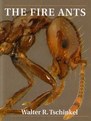 Stock ID 24737 The fire ants. Walter R. Tschinkel