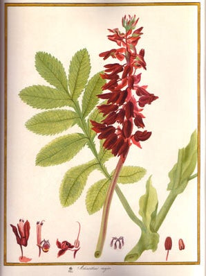 Florilegium Imperiale: botanical illustrations for Francis I of Austria.