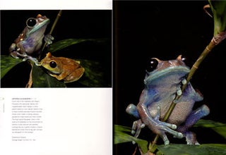 Frogs: and other amphibians.