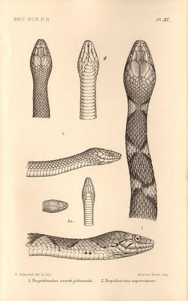 Catalogue of the snakes in the British Museum (Natural History).