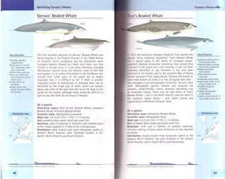 Mark Carwardine's guide to whale watching in Britain and Europe.