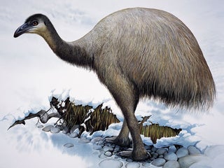 Stock ID 25403 Upland Moa Megalapteryx didinus. Original artwork from A Gap in Nature. Peter...