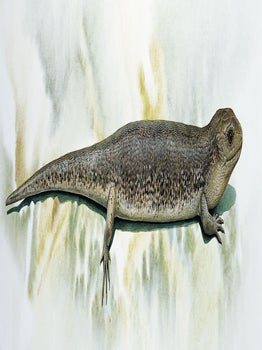Stock ID 25470 Lagarto Macroscincus coctei. Original artwork from A Gap in Nature. Peter Schouten