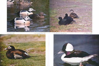 Waterfowl: their biology and natural history.