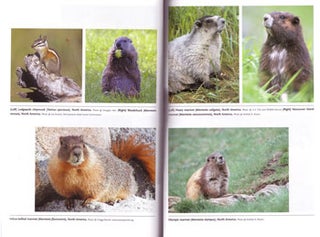 Squirrels: the animal answer guide.