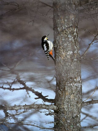 Birds of the world.